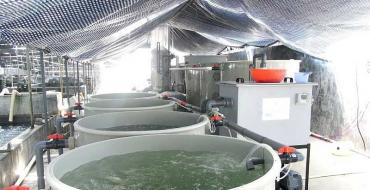 Kalaviljelyprojektit sampin kasvattamiseksi lihaksi ja sammen kasvattamiseksi mustakaviaaria varten